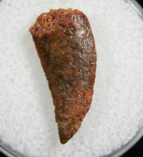 Raptor Dinosaur Tooth From Morocco - #7923